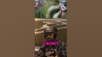 Python Cowboy vs 17ft Snake😱 - Joe Rogan #jre #snake #shorts