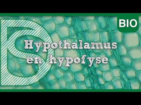 Examen biologie - Hypothalamus en hypofyse (Hormonale regeling)