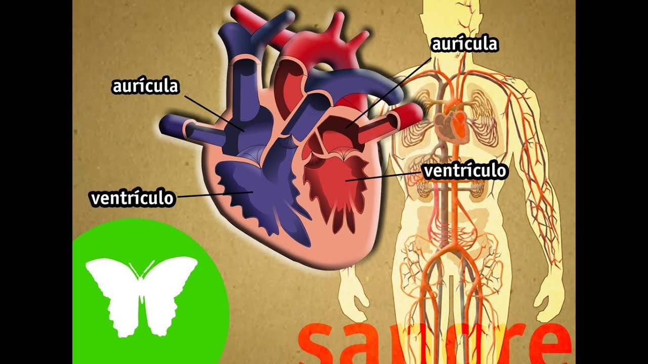 Resultado de imagen de aparato circulatorio primaria