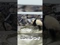 水かける子パンダ #shorts #panda #楓浜 #パンダ