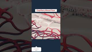 capillary blood flow / vasodilation and vasoconstriction #drip #admit 🏥🏥🏥