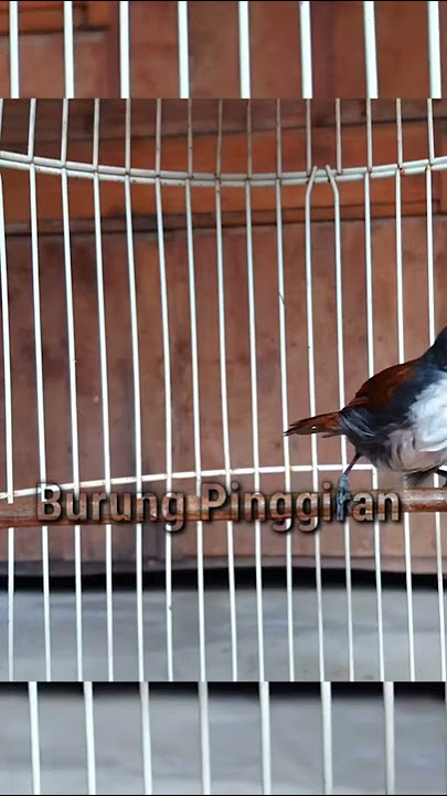 Burung sniper gacor full tembakan #Shorts