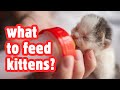 What Do Baby Cats Eat - Ultimate Kitten Nutrition Guide