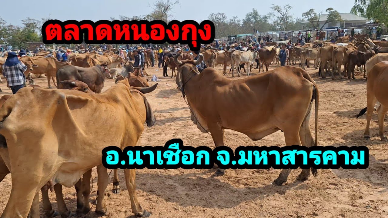 19 ม.ค.69 ตลาดหนองกุง อ.นาเชือก จ.มหาสารคาม