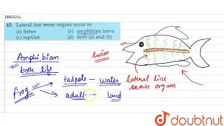 how does the lateral line work