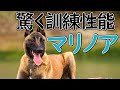 【マリノア】本には載っていないパンク町田の犬種図鑑