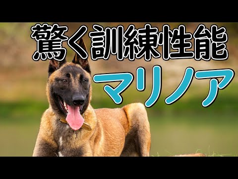 【マリノア】本には載っていないパンク町田の犬種図鑑