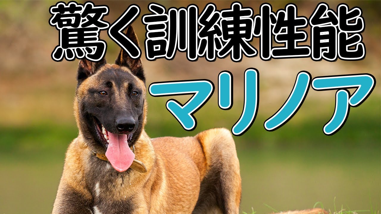 マリノア 本には載っていないパンク町田の犬種図鑑 Youtube