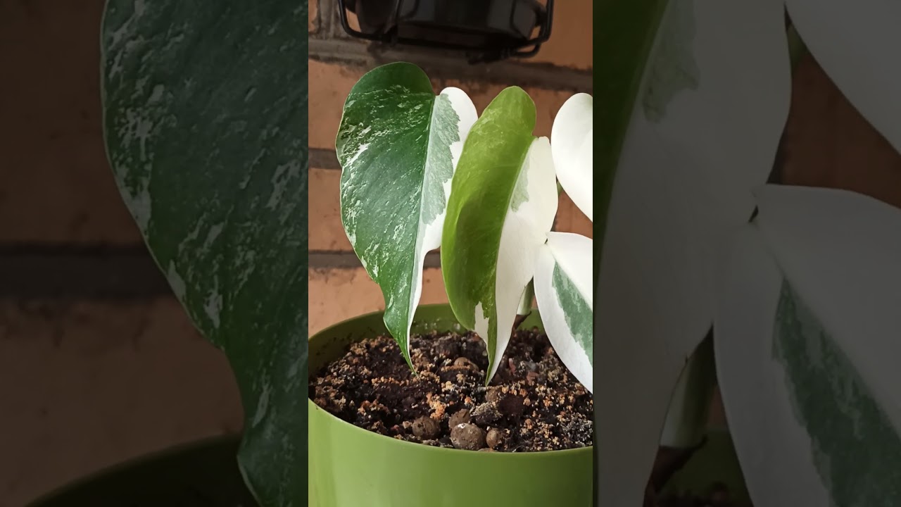 Monstera deliciosa variegata Half Moon