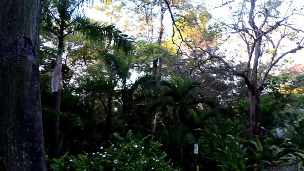 What Does a Howler Monkey Sound Like? Hotel Parador Costa Rica - YouTube