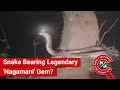FACT CHECK: Viral Image Shows Snake Bearing Legendary 'Nagamani' Gemstone on its Head?