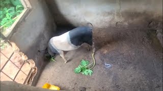How to manage you sow before mating