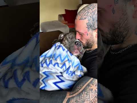 We don't deserve animals... #wholesome #bestfriend #animals #cute #animalshorts