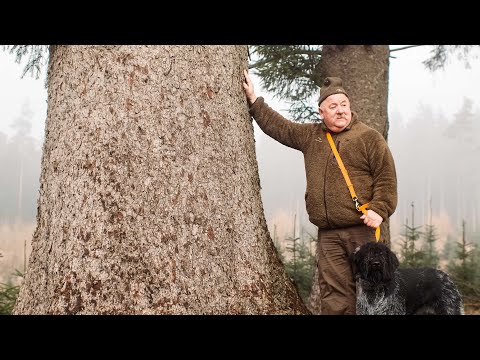 Video: Hvad er det hurtigst voksende nåletræ?