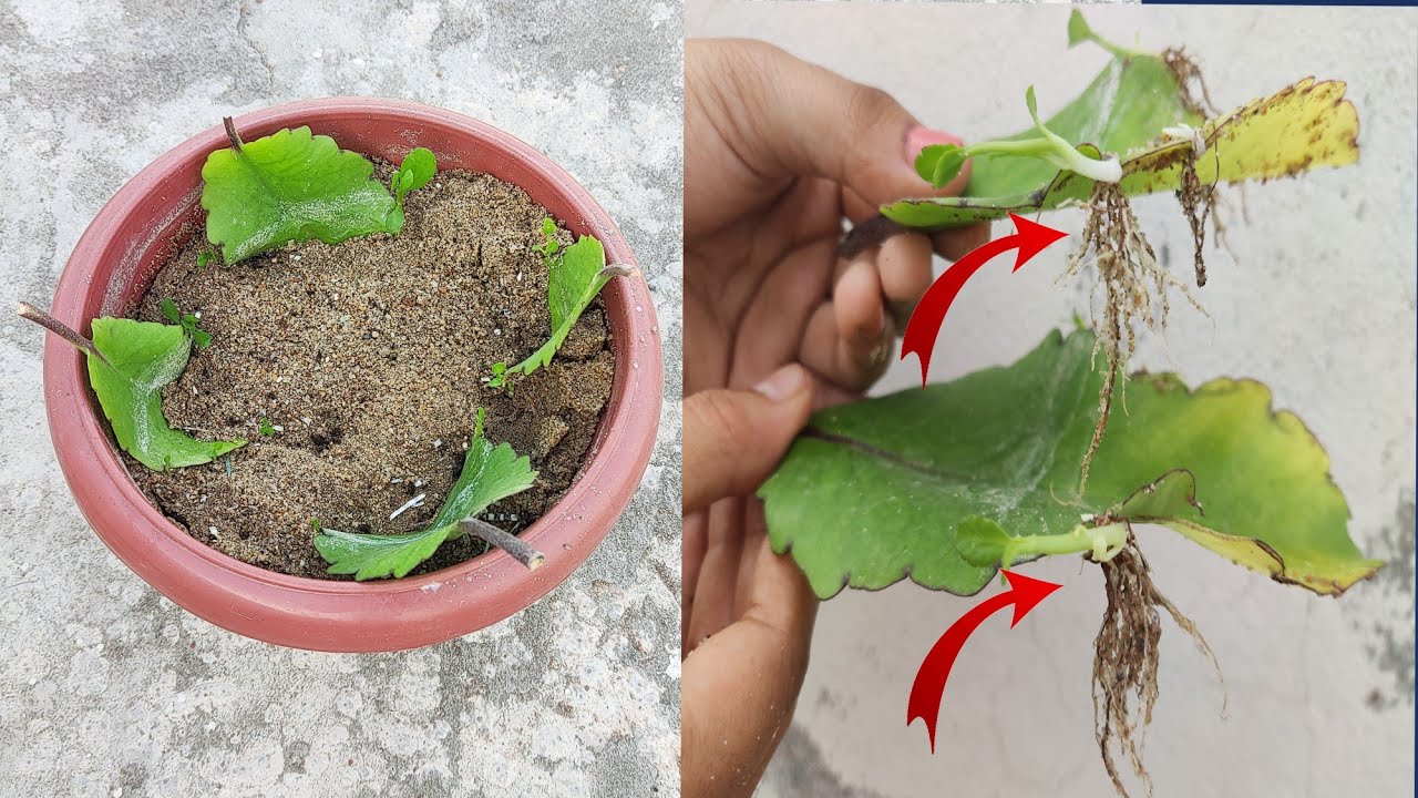 how to grow Bryophyllum plant from leavesPrincy_222 YouTube