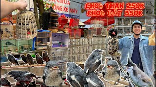 MÙA CHIM NON - Hàng trăm chú chim CHOÈ THAN & CHOÈ ĐẤT tại phiên chợ Hoàng Hoa Thám || Đạt Bird TV