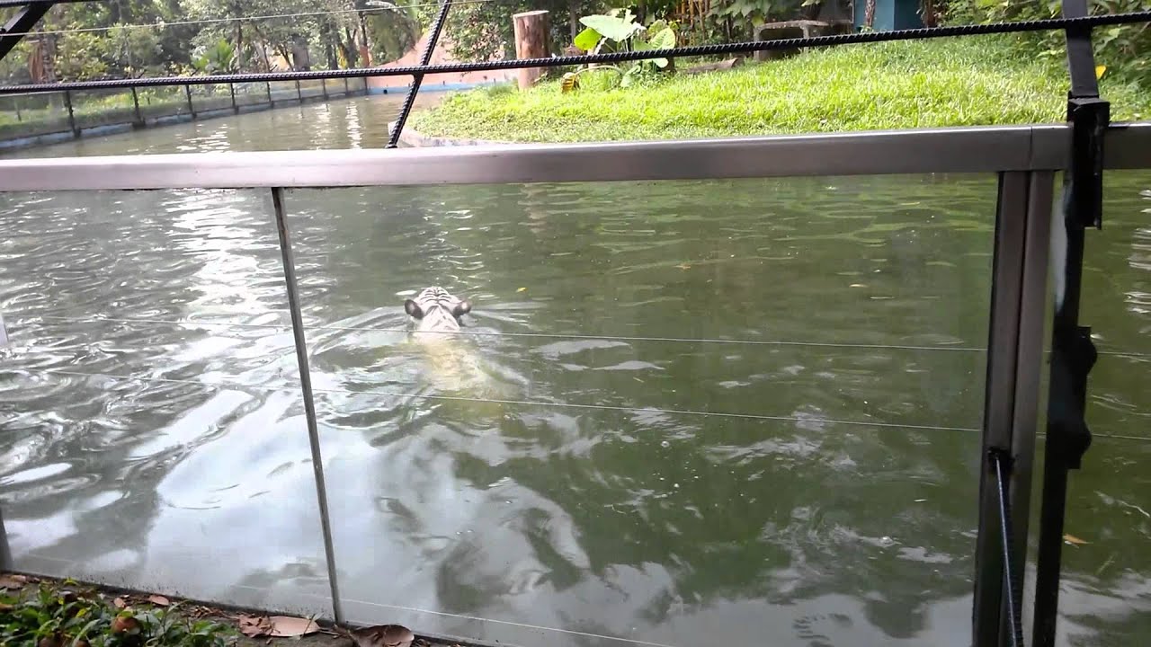 White tiger eat woman - YouTube
