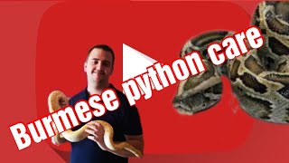 Burmese python care