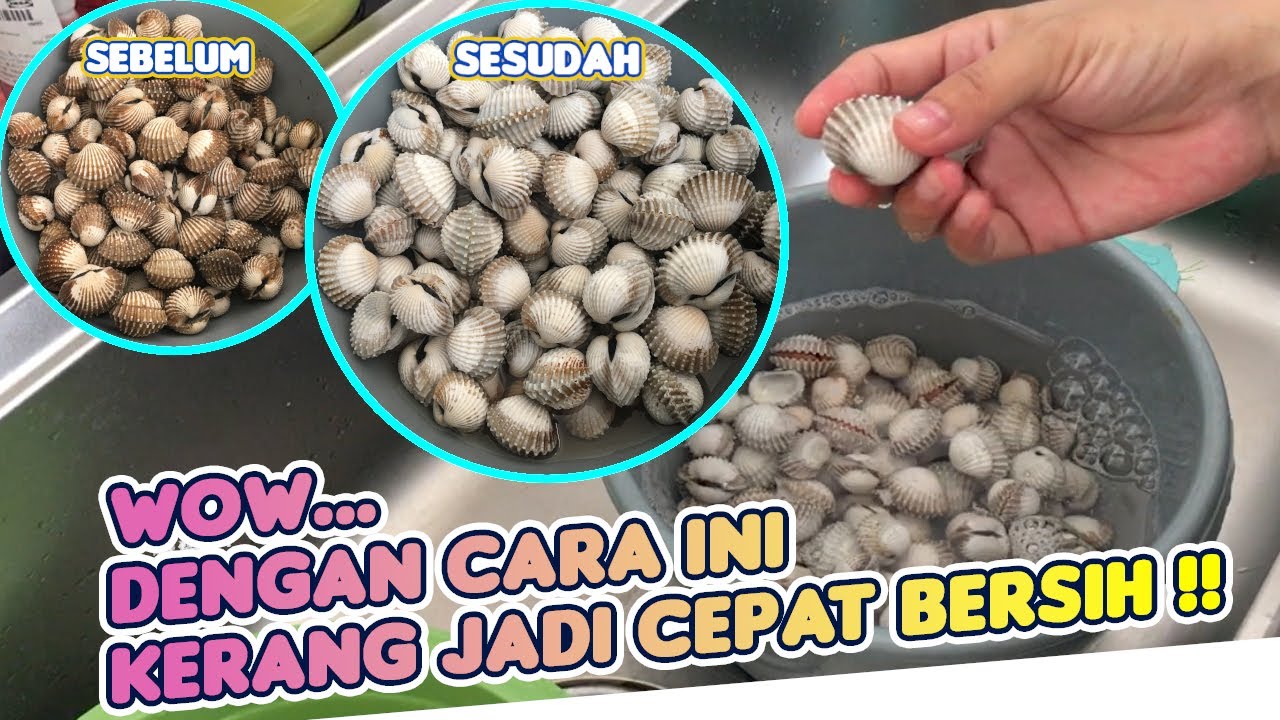 PRAKTIS !! Cara Membersihkan Kerang Dara BERSIH SEMPURNA