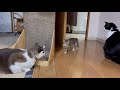 保護子猫リビング放流!先住猫たちの反応は?