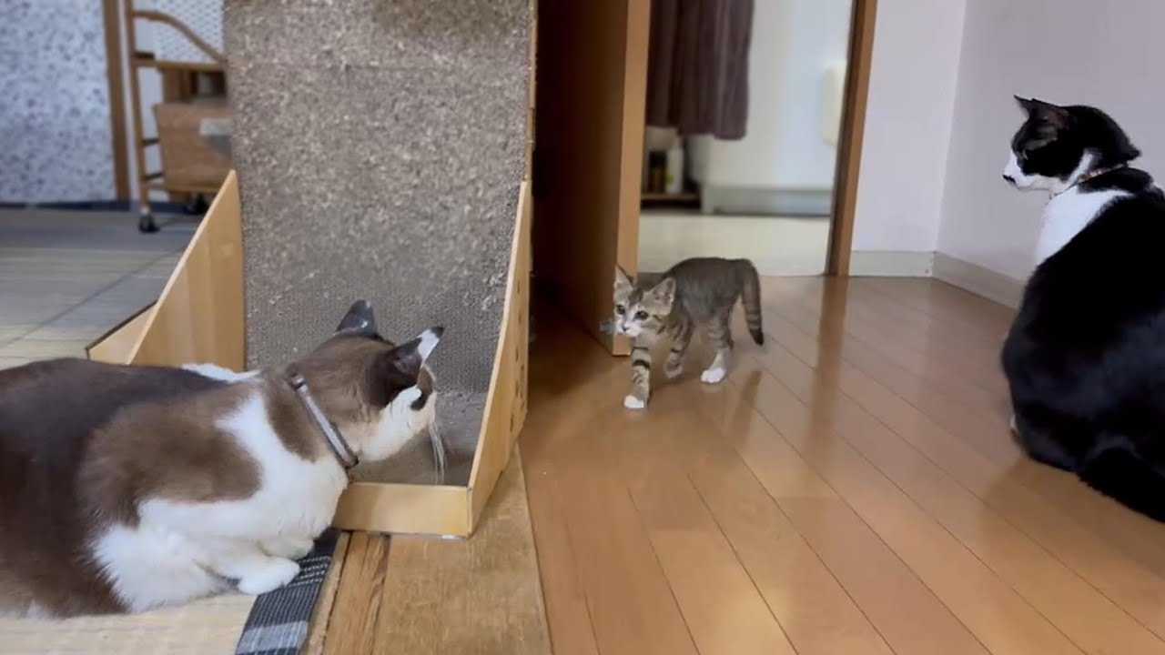 保護子猫リビング放流!先住猫たちの反応は?