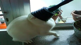 Animal Fails Compilation - Animal Fails July 2018 by Funny And Fail Videos 3,071 views 5 years ago 5 minutes, 20 seconds