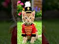 cute kitty wear uniform dancing #funniestvideo #kitty#bestvural #viral #short