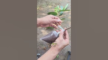 Step by step, how to graft a jackfruit tree until successful (approach grafting) #satisfying