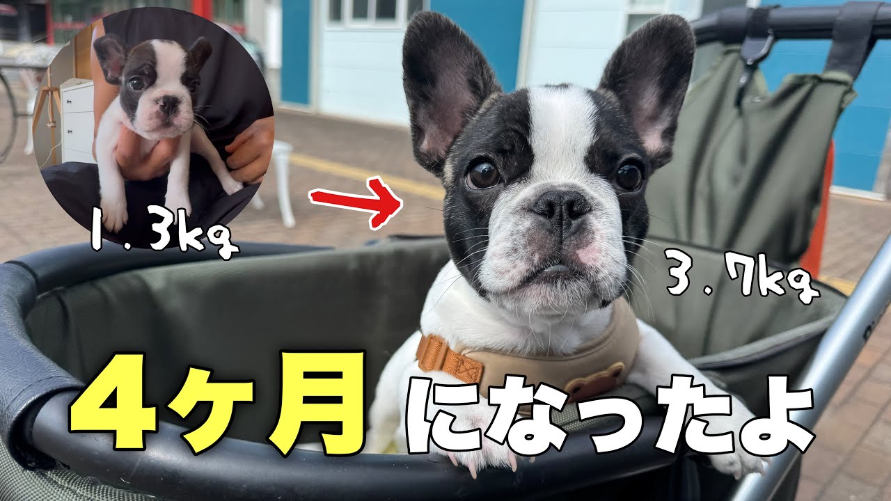 わが家にやって来て2か月！まるちゃんと兄さんずの成長の軌跡