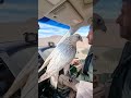 الحر الابيض السعودية الكويت الامارات قطر عمان البحرين