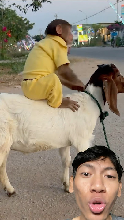 Naik kuda atau naik kambing? 😂
