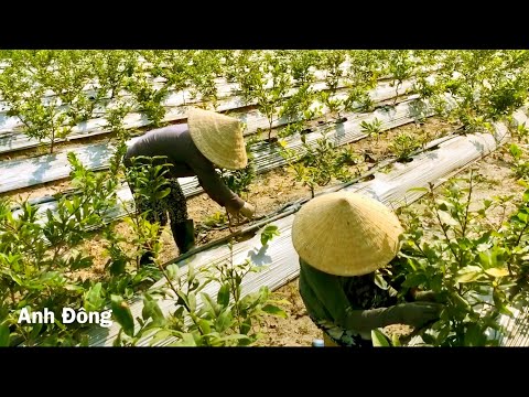 Video: Cách Trồng Mai Dương