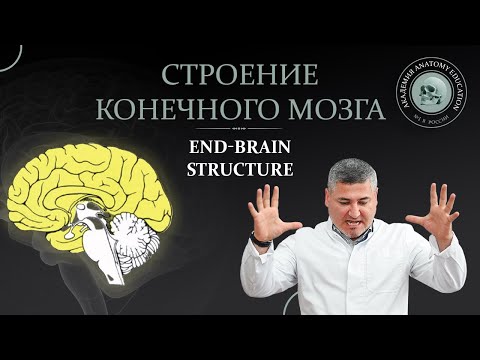 Строение конечного мозга. End-brain structure