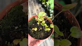 begonia plant انتاج محمية صديق البيئة