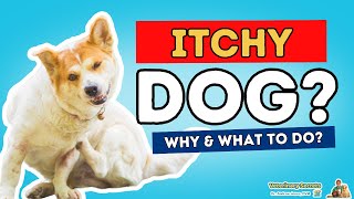 Itchy Dog? Find Out Why and What To Do