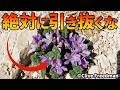 マンドレイクを絶対に引き抜いてはいけない理由がこちら【生物解説】