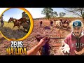 HOJE FOI O 2° DIA DO CAVALO ZEUS NA LIDA ! ELE ME SURPREENDEU