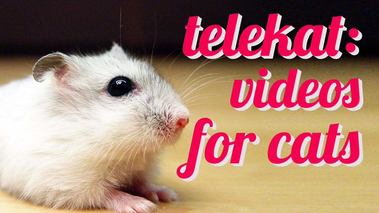 Nom, Nom, Nom! Cute hamster video for cats to watch YouTube