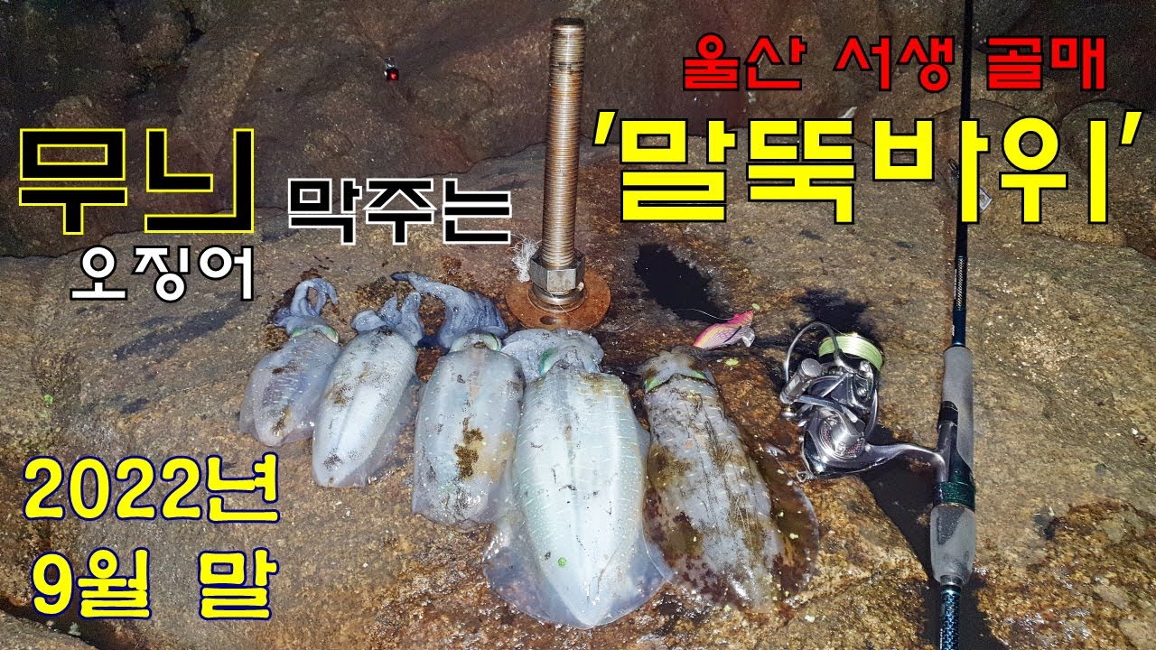 울산 서생 골매 말뚝바위 무늬오징어캐스팅게임