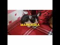🐱МОИ МАГИЧЕСКИЕ КОШАКИ, спасенные.Любимые и Красивые💖❤️💖