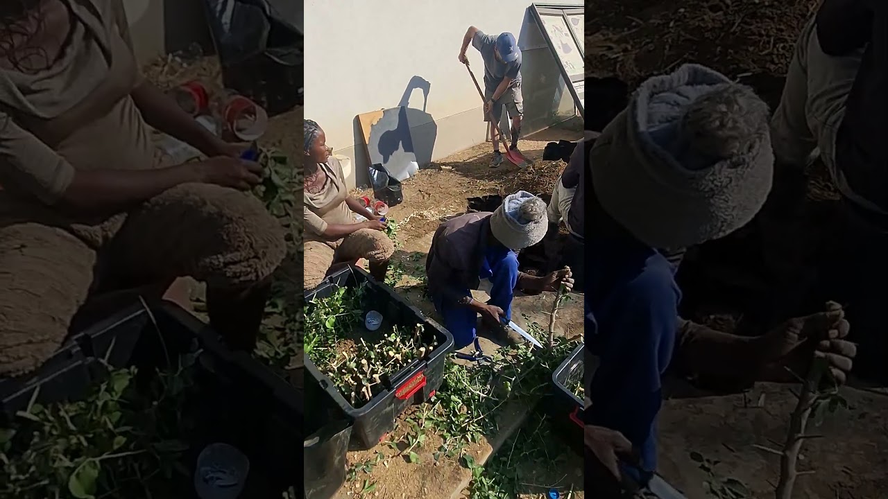 how to grow 8000 trees