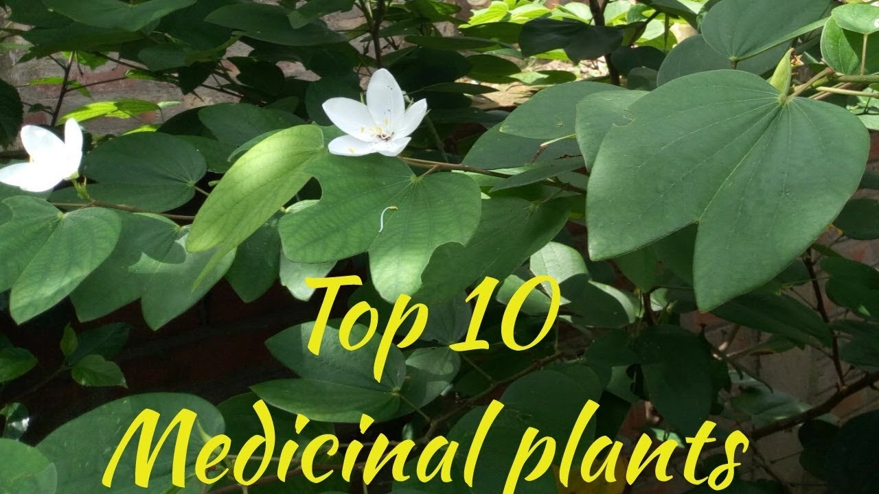 Top 10 important medicinal plants || Latest upload 2018. - YouTube