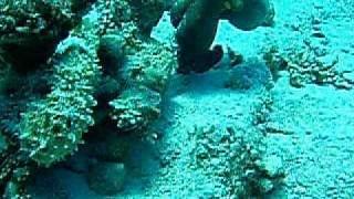 Octopus Fight At Dive Urge