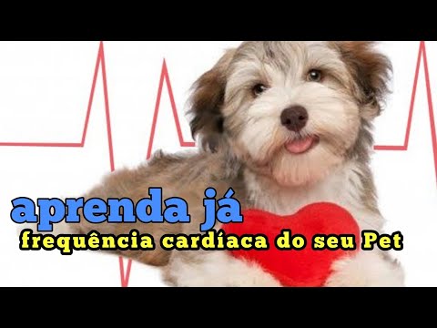 Vídeo: Frequência Cardíaca Rápida Em Gatos