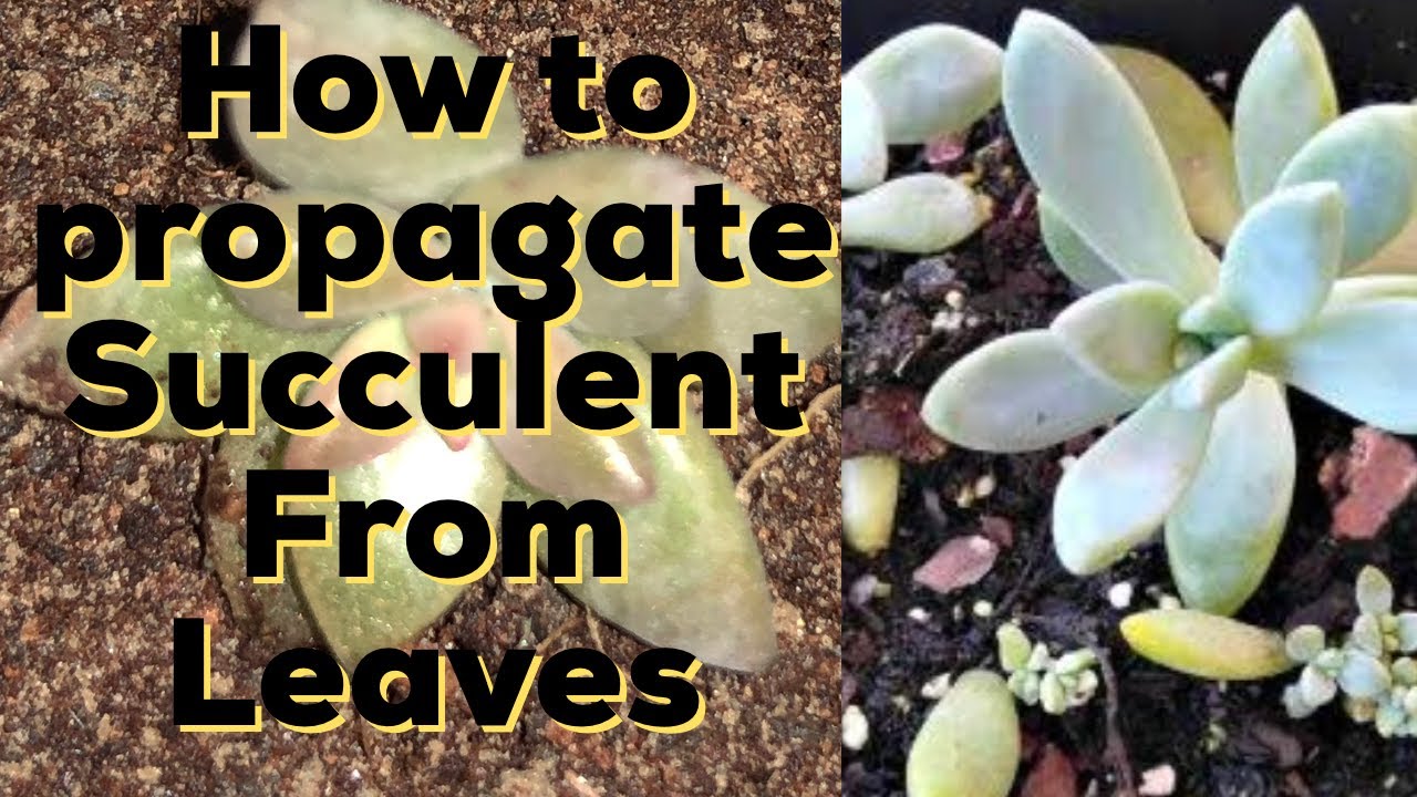 Grow succulents from leaves/ How to propagate succulents from leaves
