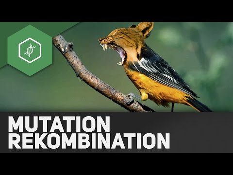 Mutation und Rekombination