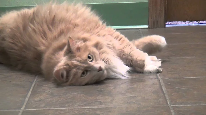 Fun at New Life animal shelter in Marathon, WI.