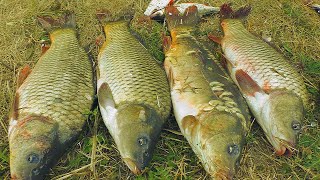 видео: Рыбалка на карпа летом. Сын приехал и наловил больше всех. My fishing картинка: Рыбалка на карпа летом. Сын приехал и наловил больше всех. My fishing