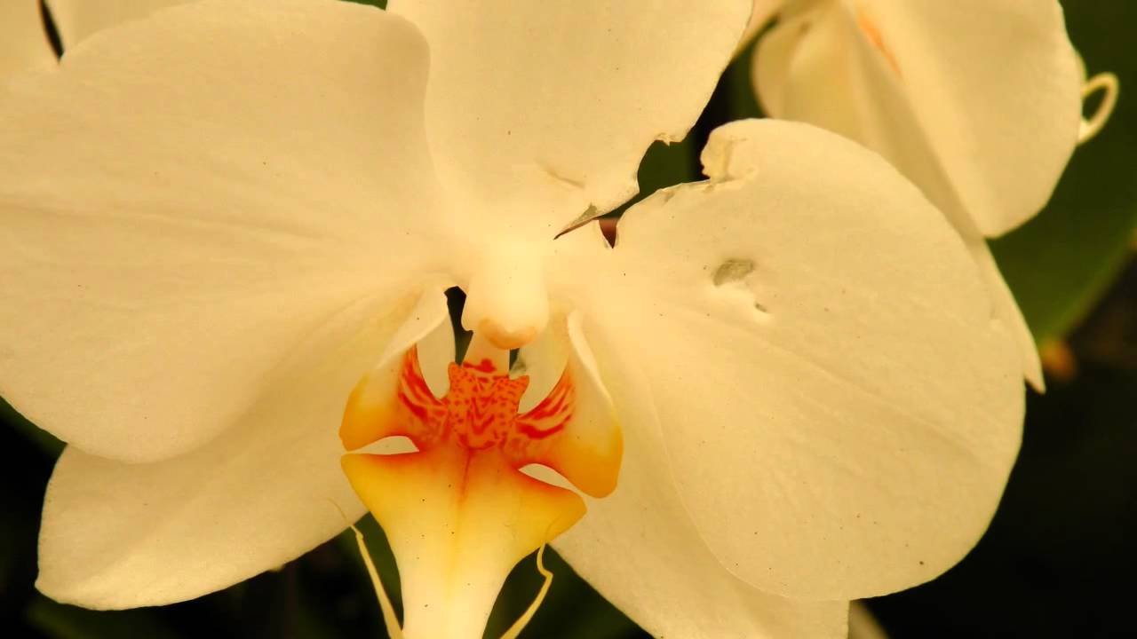 Rare Orchids - Mostra di Orchidee Rare  - Part 2 - HD