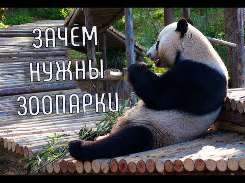 Зачем нужны ЗООПАРКИ | Животные в зоопарке